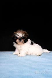 Shih tzu maschio