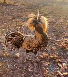 Gallo Padovano