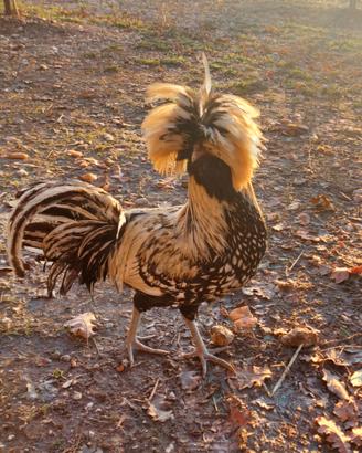 Gallo Padovano