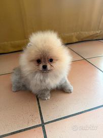 Volpino di Pomerania/Spitz tedesco nano