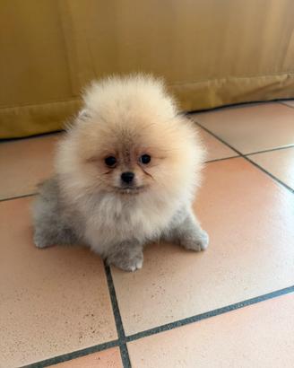 Volpino di Pomerania/Spitz tedesco nano