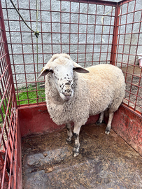 Montone/ agnello arr arr