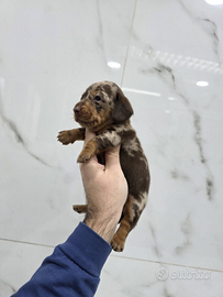 Bassotti pedigree ENCI