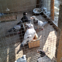 Piccioni viaggiatori