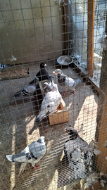 Piccioni viaggiatori