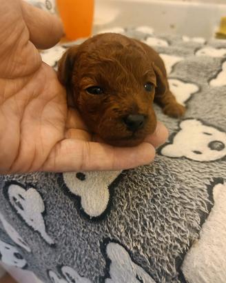 Barboncina Red nana piccola con pedigree ENCI 