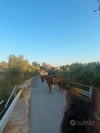 Cavalla