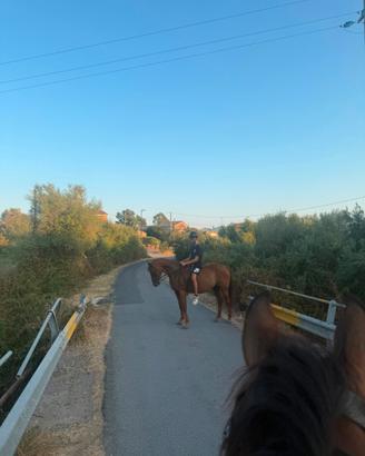 Cavalla