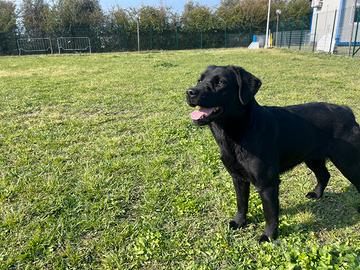 Labrador retriever