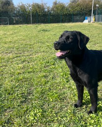 Labrador retriever