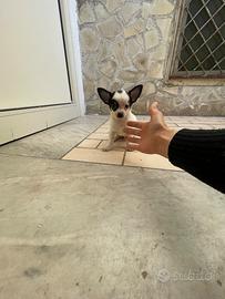 Ultimo cucciolo di chihuahua toy