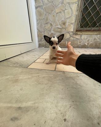 Ultimo cucciolo di chihuahua toy