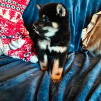 Shiba inu con pedigree enci