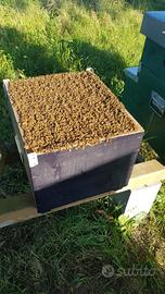 Api da miele apicoltura arnie arnia