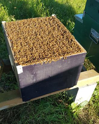 Api da miele apicoltura arnie arnia