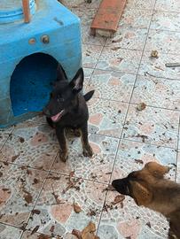 Cuccioli Pastore Tedesco Grigione
