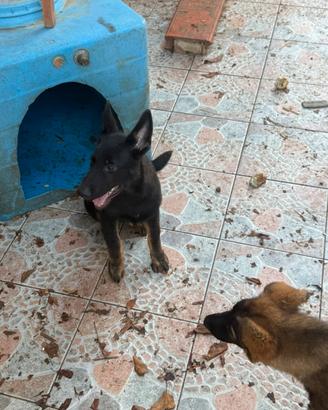 Cuccioli Pastore Tedesco Grigione