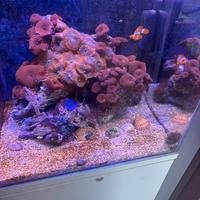 Acquario marino 80 litri