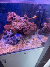 Acquario marino 80 litri