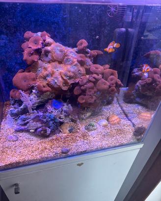 Acquario marino 80 litri