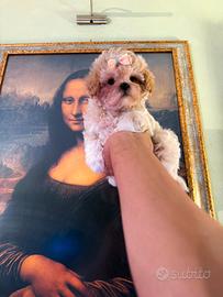 Cucciola Maltipoo Mini Toy