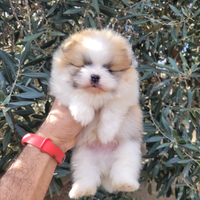 Cuccioli di spitz tedesco nano (pomerania)