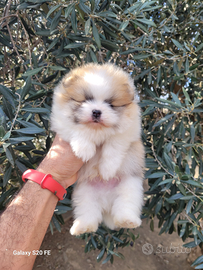 Cuccioli di pomerania e cuccioli di cavalier king