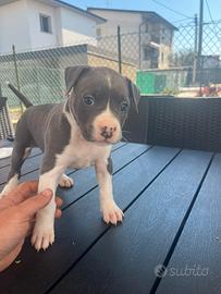Cuccioli Amstaff blu