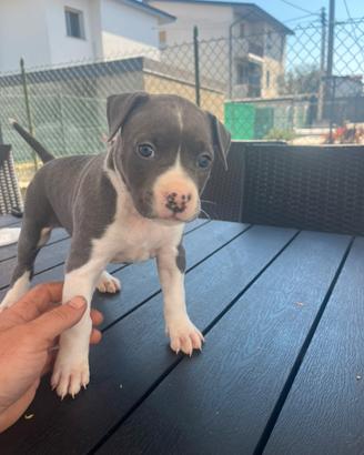 Cuccioli Amstaff blu