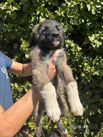 Cuccioli di pastore del Caucaso
