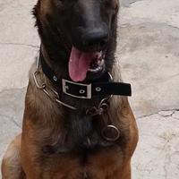 Pastore belga malinois