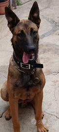 Pastore belga malinois