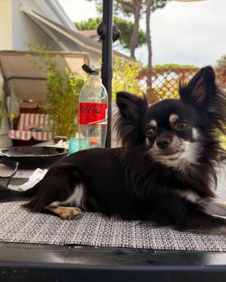 Chihuahua per monta