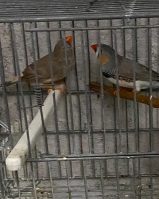 Cocorite, bengalini