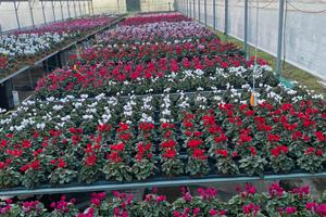 Azienda agricola, commerciale