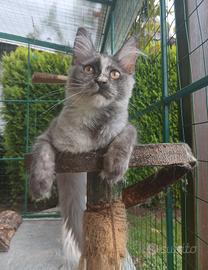 Dolcissima cucciola di Maine Coon con pedigree 