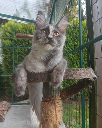 Dolcissima cucciola di Maine Coon con pedigree 