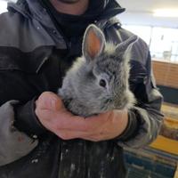 Coniglietti Testa di leone