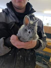 Coniglietti Testa di leone