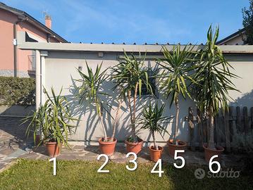 Palma Yucca - Tronchetto della felicità 