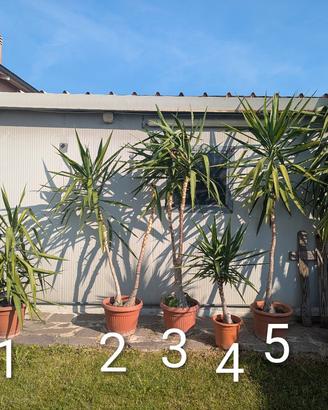 Palma Yucca - Tronchetto della felicità 