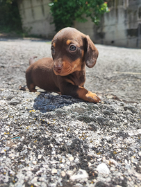 Bassotto vari colori