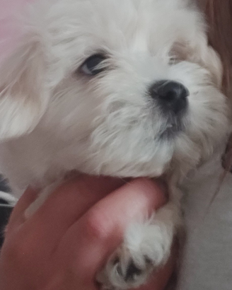 Cani maltesi taglia piccola