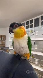 Pappagallo caicco testa nera allevato a mano