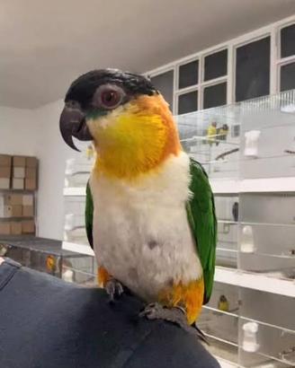 Pappagallo caicco testa nera allevato a mano