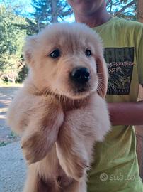 Cucciolo golden retriever americano