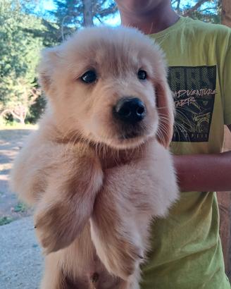 Cucciolo golden retriever americano