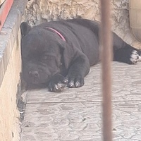 Cane corso