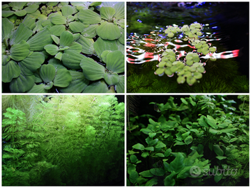 Quattro piante per acquario