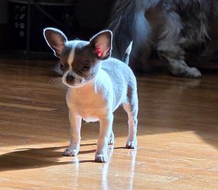 Chihuahua femmina